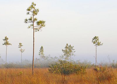 деревья, Флорида, Национальный парк, сосны - похожие обои для рабочего стола