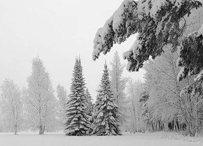 зима, снег, деревья - копия обоев рабочего стола