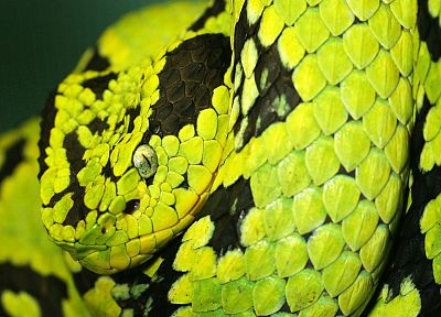 змеи, токсичны, Гватемальский Палм Viper - копия обоев рабочего стола