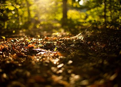природа, леса, боке, глубина резкости, опавшие листья - случайные обои для рабочего стола