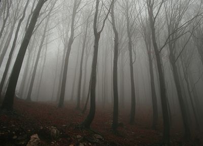 деревья, туман, туман, леса - случайные обои для рабочего стола
