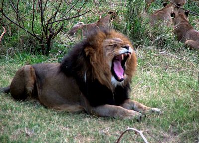животные, львы - случайные обои для рабочего стола