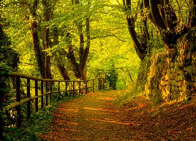 деревья, осень, леса, пути - оригинальные обои рабочего стола