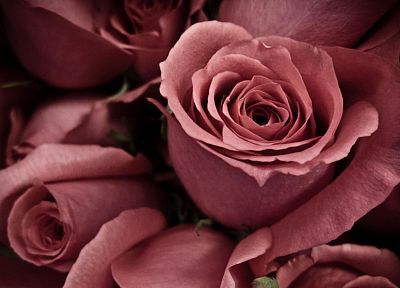 цветы, розы - случайные обои для рабочего стола
