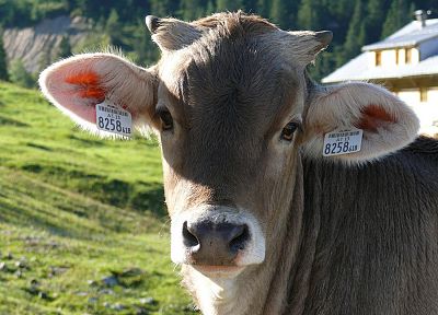 животные, коровы - случайные обои для рабочего стола