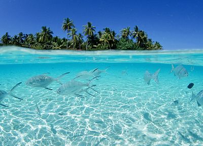 рыба, Мальдивские о-ва, острова, сплит- просмотр - обои на рабочий стол