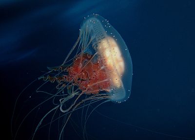 океан, медуза - оригинальные обои рабочего стола