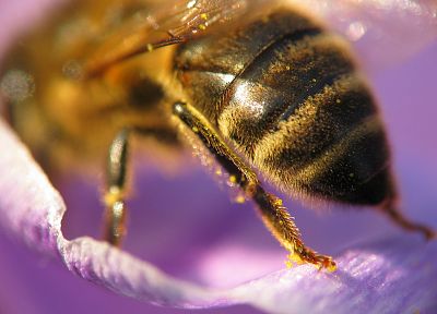 макро, пчелы - случайные обои для рабочего стола