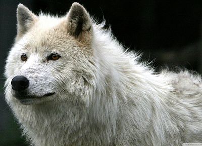 животные, волки - оригинальные обои рабочего стола