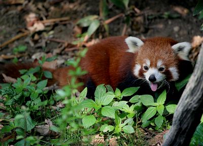 животные, красные панды - случайные обои для рабочего стола