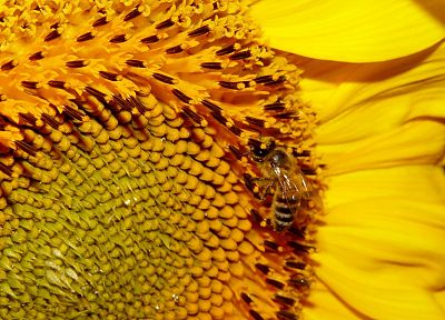 цветы, желтый цвет, насекомые, пчелы - оригинальные обои рабочего стола