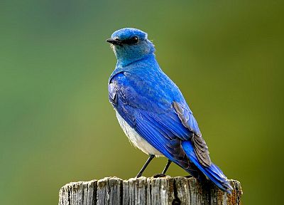 птицы, синие птицы - похожие обои для рабочего стола