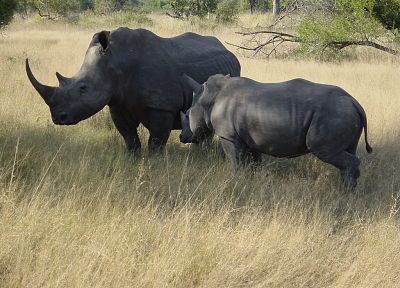 носорог, Африка - обои на рабочий стол