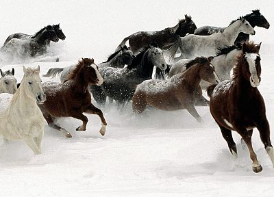 снег, животные, лошади - оригинальные обои рабочего стола