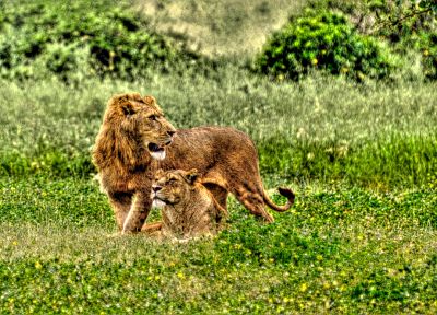 природа, животные, львы - обои на рабочий стол