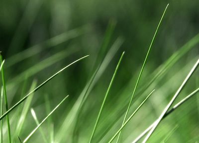 зеленый, природа, трава, макро - случайные обои для рабочего стола