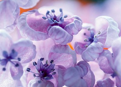 цветы, весна, цветы, фиолетовые цветы - похожие обои для рабочего стола