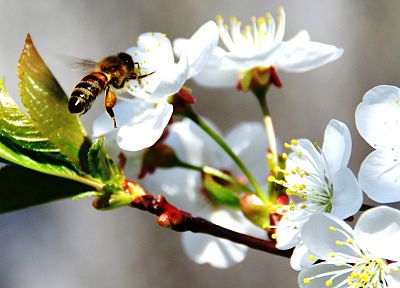 цветы, макро, пчелы - случайные обои для рабочего стола