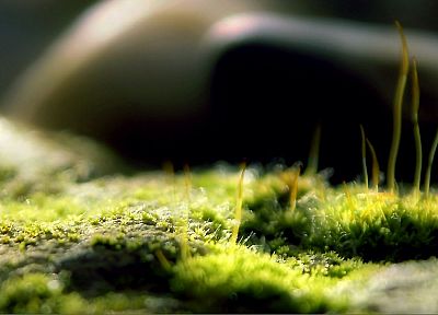 трава, макро, глубина резкости - копия обоев рабочего стола