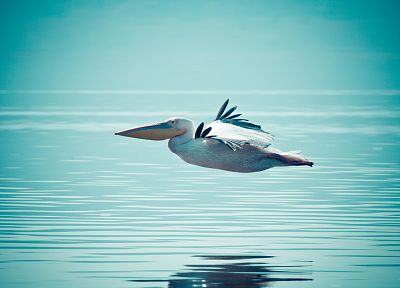 вода, птицы, пеликаны, полет - похожие обои для рабочего стола