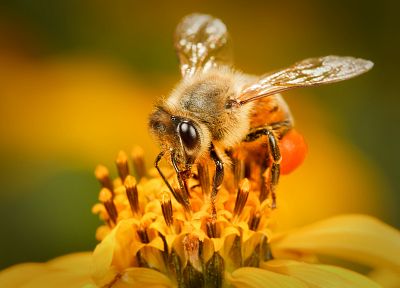 животные, пчелы - случайные обои для рабочего стола