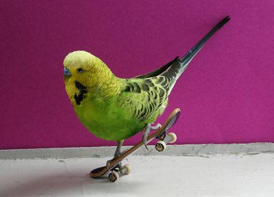 птицы, скейтбординга - оригинальные обои рабочего стола