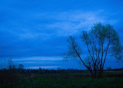 деревья, темнота, ночь, Россия - оригинальные обои рабочего стола