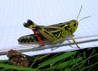 природа, животные, насекомые - случайные обои для рабочего стола