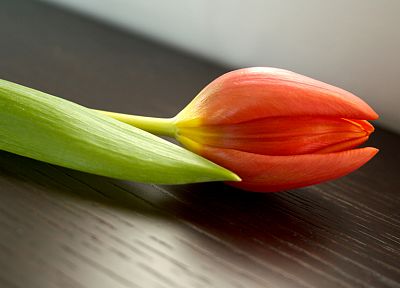 цветы, тюльпаны - оригинальные обои рабочего стола