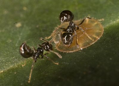 насекомые, муравьи - случайные обои для рабочего стола
