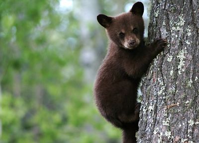 восхождение, медвежат, медведи, ствол дерева - случайные обои для рабочего стола