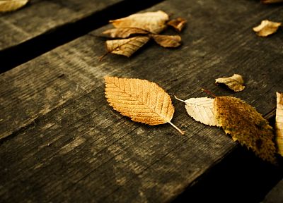 лист, осень, дерево - оригинальные обои рабочего стола