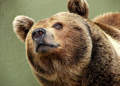 животные, медведи - случайные обои для рабочего стола