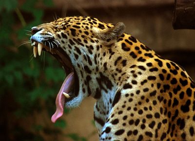 ягуары, зевает - случайные обои для рабочего стола