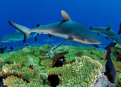 акулы, дайвинг, под водой - случайные обои для рабочего стола
