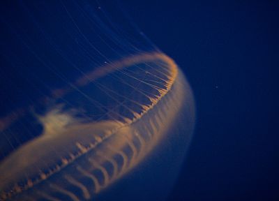 медуза, под водой - копия обоев рабочего стола