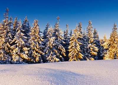 пейзажи, природа, зима, снег, деревья, зимние пейзажи - оригинальные обои рабочего стола