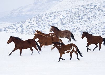 снег, животные, лошади - копия обоев рабочего стола
