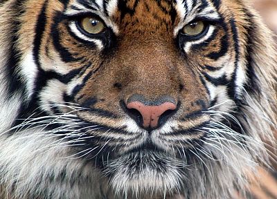 животные, тигры, Бенгальские тигры - случайные обои для рабочего стола