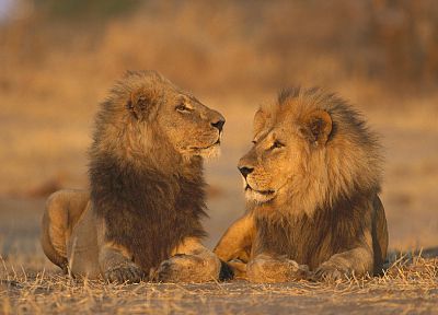 животные, львы - обои на рабочий стол