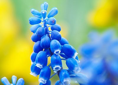 цветы, макро, синие цветы, гиацинты - копия обоев рабочего стола