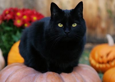 Черный кот, Хэллоуин, тыквы, Джек-о -фонари - случайные обои для рабочего стола