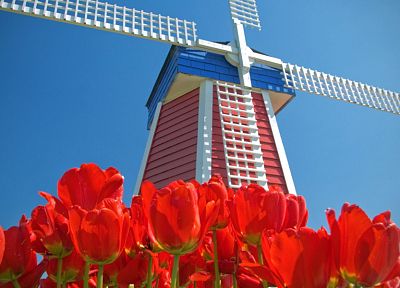 тюльпаны, Амстердам, ветряные мельницы, красные цветы, голубое небо - оригинальные обои рабочего стола