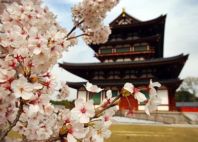 Япония, цветы, храмы, Азия - обои на рабочий стол