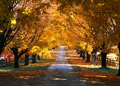 пейзажи, деревья, осень, пути - оригинальные обои рабочего стола