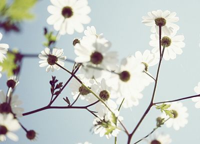 природа, цветы, белые цветы - случайные обои для рабочего стола