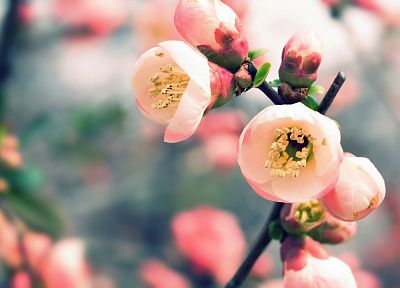 природа, вишни в цвету, цветы, весна, цветы, макро, глубина резкости, расплывчатый - случайные обои для рабочего стола
