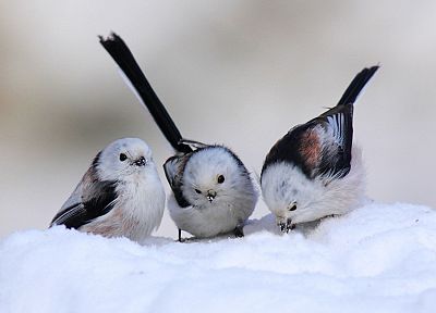 снег, птицы, Длиннохвостая синица - обои на рабочий стол