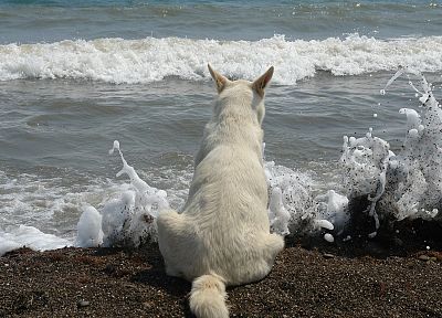 собаки, море, пляжи - копия обоев рабочего стола