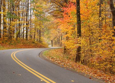 деревья, осень, дороги - случайные обои для рабочего стола